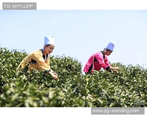 问鼎入口下载官网app-关于问鼎入口下载官网APP的使用与探索-问鼎入口下载官网app